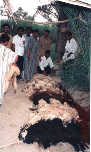 Goats_Sacrificed_Karbala.jpg (47677 bytes)